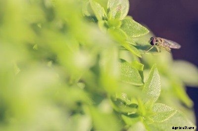 Basil Plant And Flies: Does Basil Keep Flies Away?