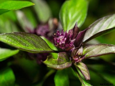 Thai Basil Plants: Tips For Growing Thai Basil Herbs