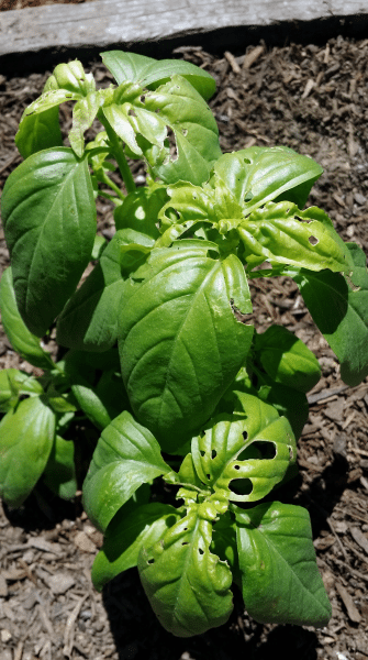 Basil Plant Leaves: How To Fix Holes In Basil Leaves