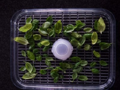 Drying Fresh Basil: How To Dry Basil From Your Garden