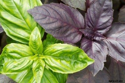 What Are The Varieties Of Basil: Types Of Basil For Cooking