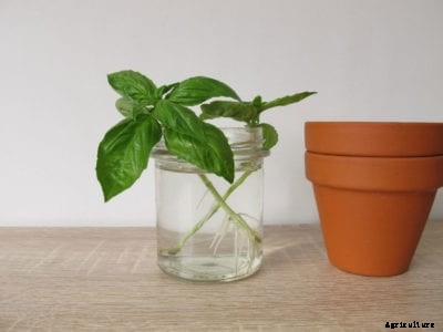 Tips For Propagating Basil