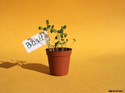 Growing Basil Seeds – How To Plant Basil Seeds