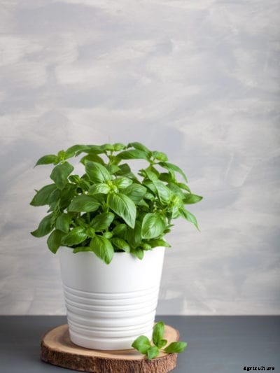 Information On How To Grow Basil Indoors