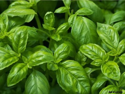 How To Grow Basil Plants