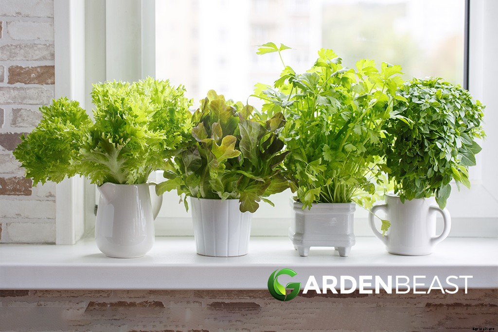 How Do I Start a Herb Garden? Here’s All You Need to Know