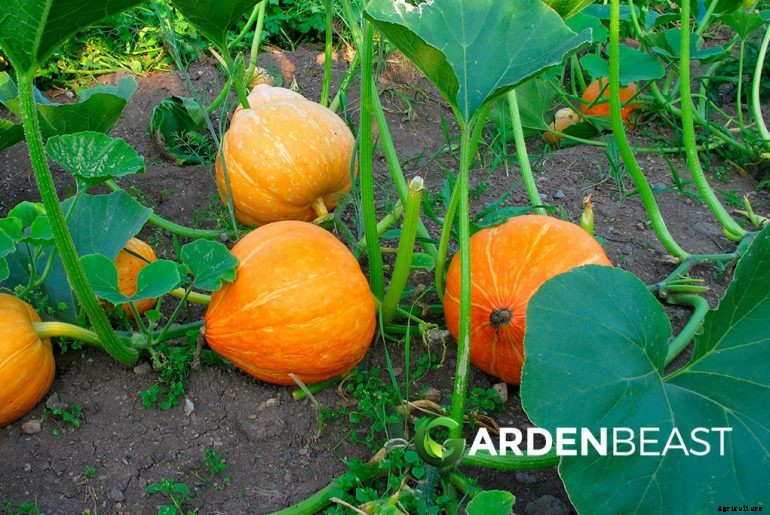 How to Plant & Grow Pumpkins: Complete Guide