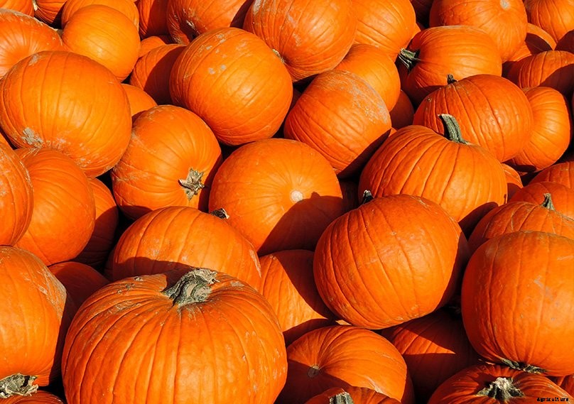 How to Plant & Grow Pumpkins: Complete Guide