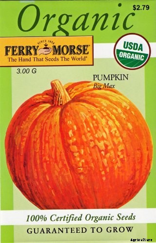 How to Plant & Grow Pumpkins: Complete Guide