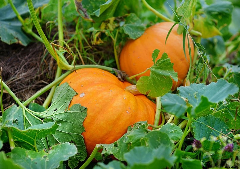 How to Plant & Grow Pumpkins: Complete Guide