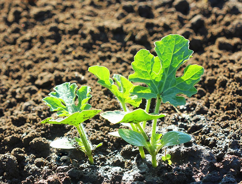 How to Plant & Grow Watermelon: Complete Guide