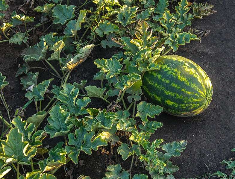 How to Plant & Grow Watermelon: Complete Guide