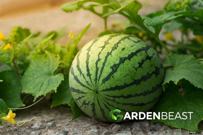 How to Plant & Grow Watermelon: Complete Guide