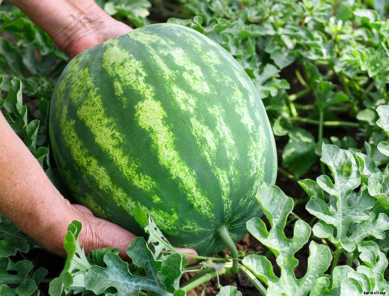 How to Plant & Grow Watermelon: Complete Guide
