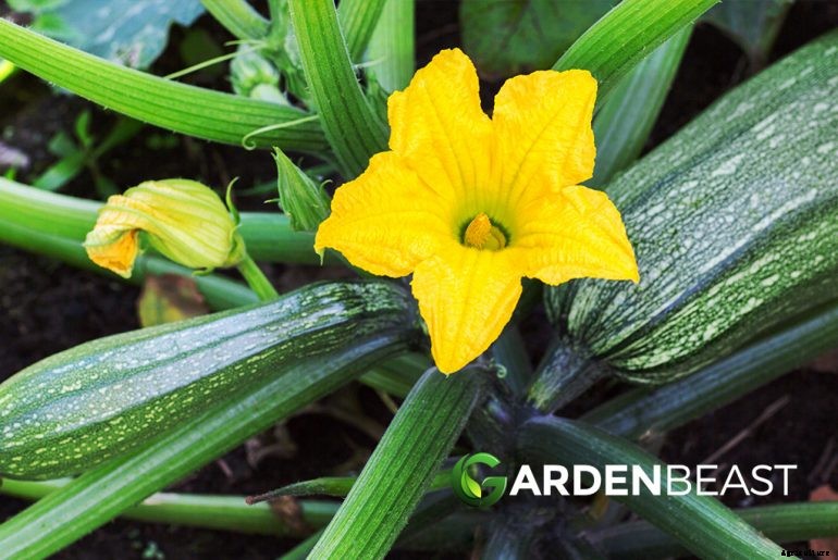How to Plant & Grow Zucchini: Complete Guide