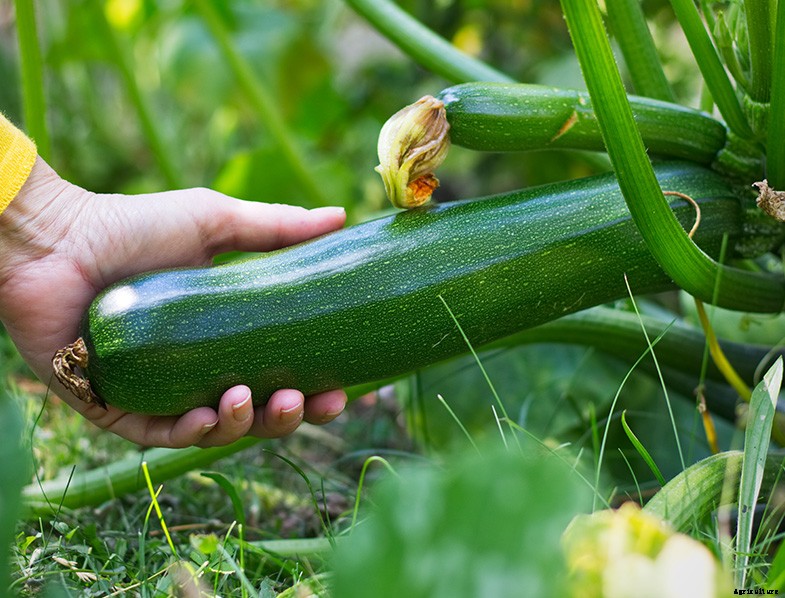 How to Plant & Grow Zucchini: Complete Guide