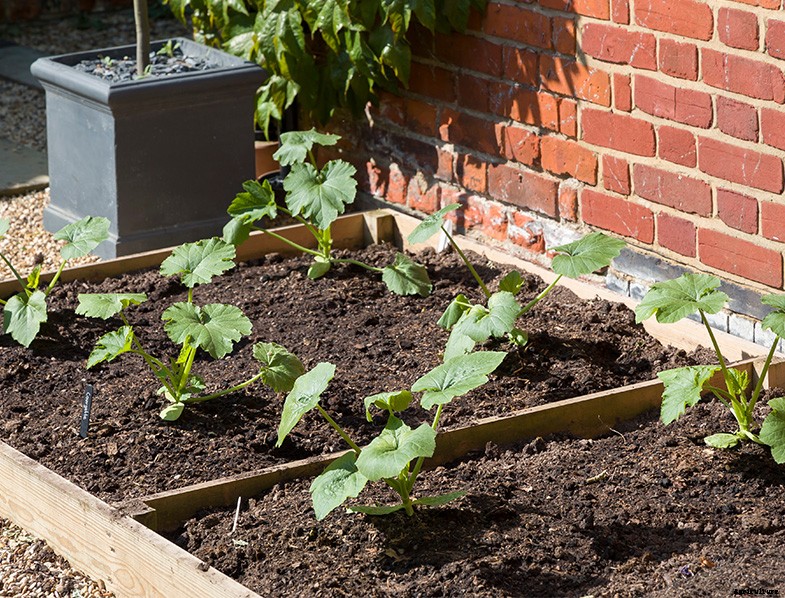 How to Plant & Grow Zucchini: Complete Guide