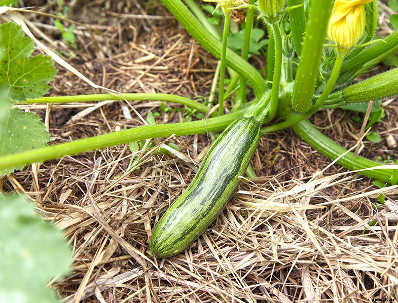 How to Plant & Grow Zucchini: Complete Guide