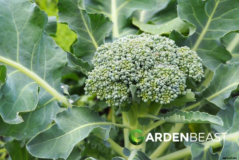 Broccoli Companion Plants: Best Options to Grow Alongside Broccoli