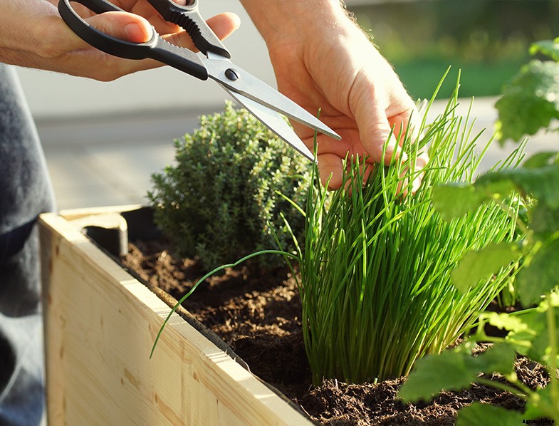 How to Plant & Grow Chives: Complete Guide