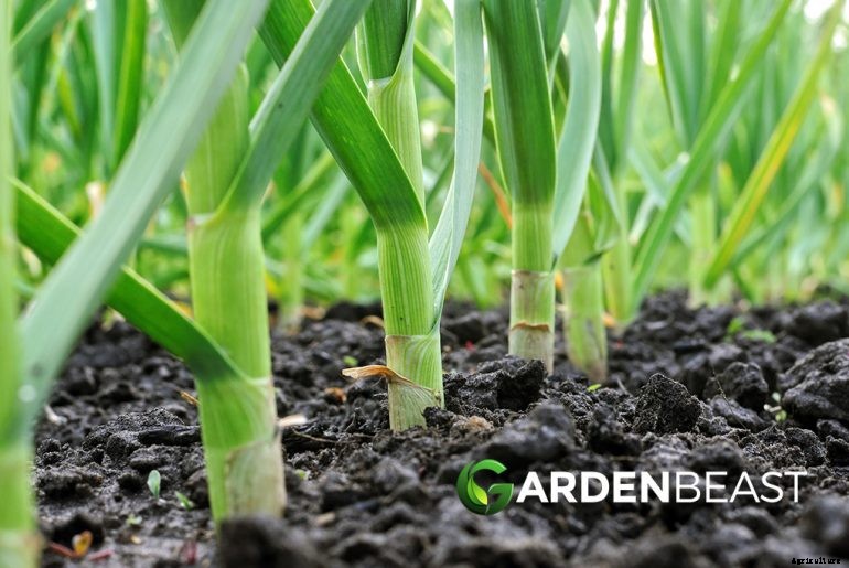 Garlic Companion Plants: Best Options to Grow Alongside Garlic