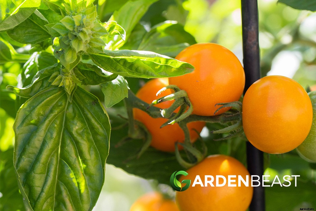 Garlic Companion Plants: Best Options to Grow Alongside Garlic