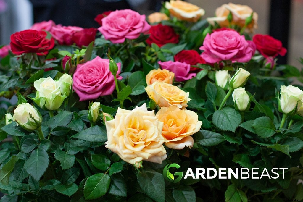 Garlic Companion Plants: Best Options to Grow Alongside Garlic