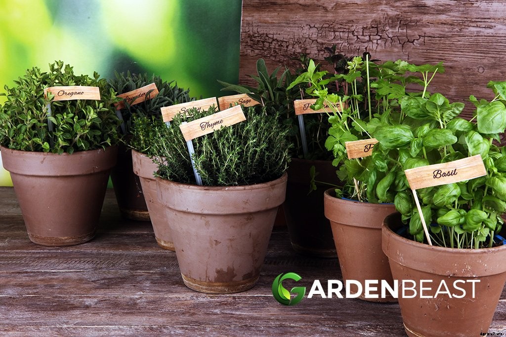 What are the Best Herbs to Grow at Home?