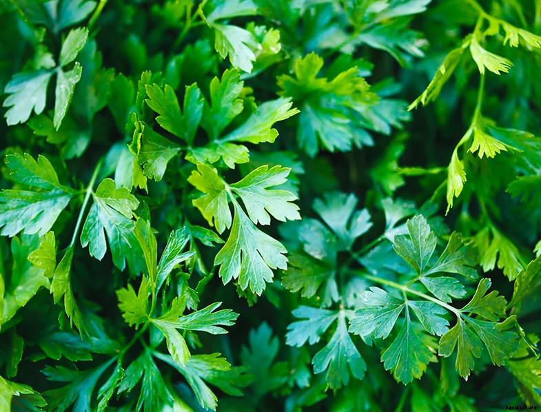 What are the Best Herbs to Grow at Home?