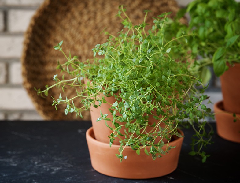 What are the Best Herbs to Grow at Home?