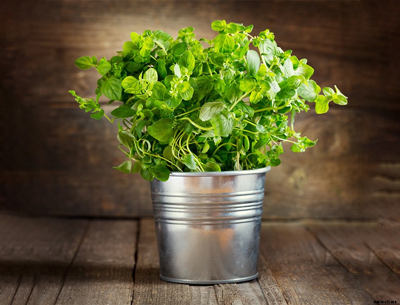 What are the Best Herbs to Grow at Home?