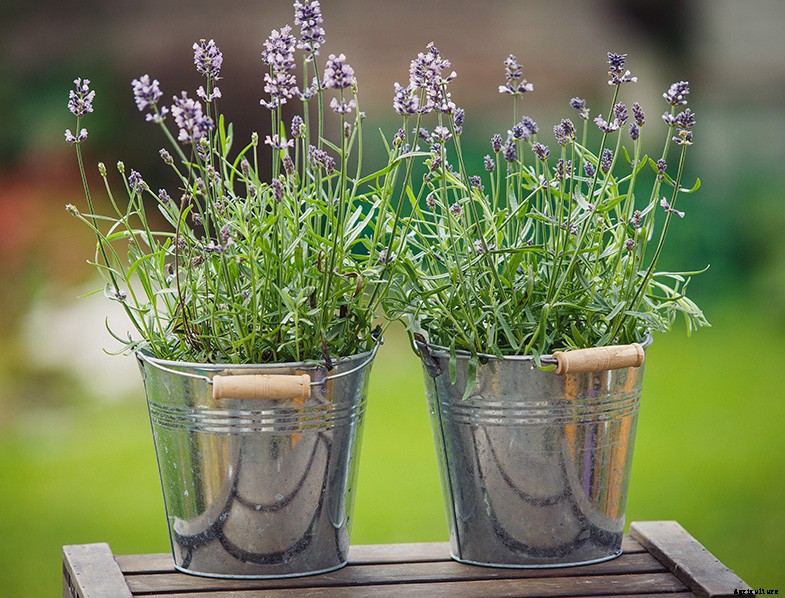 What are the Best Herbs to Grow at Home?