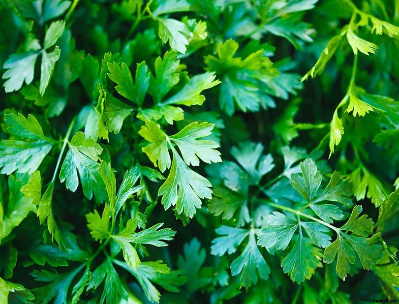 Herb Garden Ideas: Top Herbs to Grow in a Container Garden