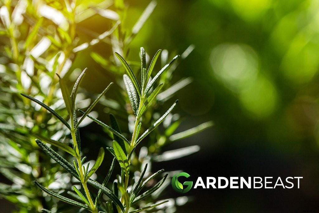 Herb Garden Ideas: Top Herbs to Grow in a Container Garden