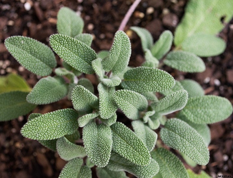 Herb Garden Ideas: Top Herbs to Grow in a Container Garden