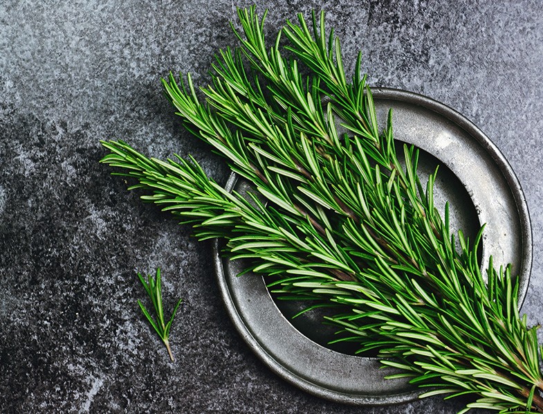 Rosemary Guide: How to Grow & Care for “Salvia Rosmarinus”