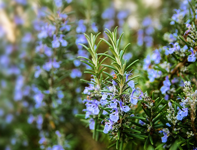 Rosemary Guide: How to Grow & Care for “Salvia Rosmarinus”