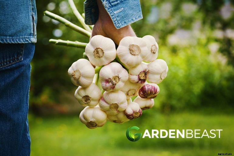 How to Plant & Grow Garlic: Complete Guide