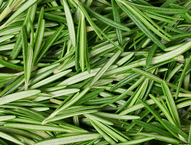 Rosemary Guide: How to Grow & Care for “Salvia Rosmarinus”