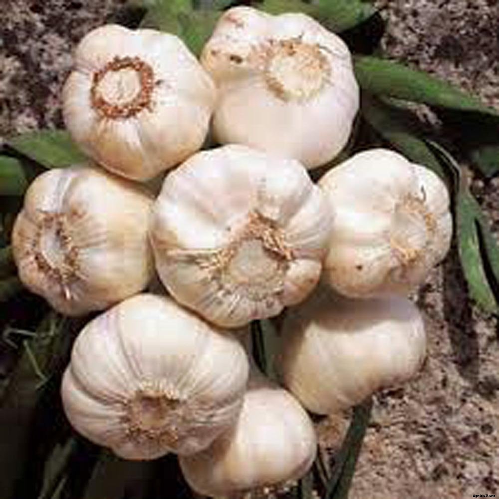 How to Plant & Grow Garlic: Complete Guide