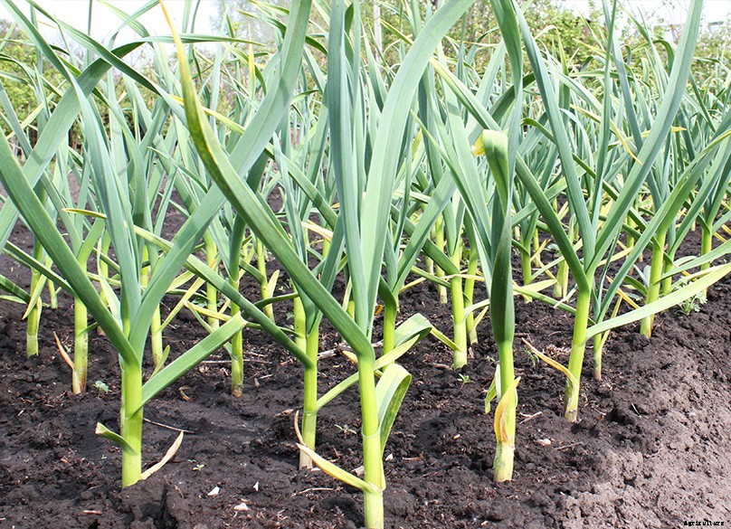 How to Plant & Grow Garlic: Complete Guide