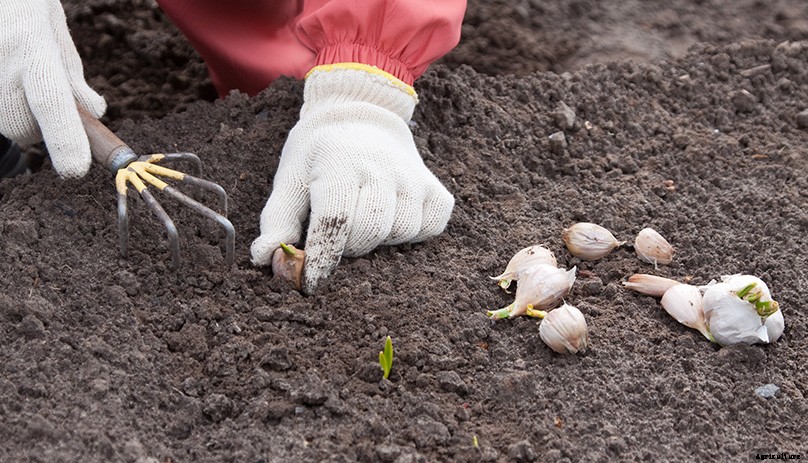 How to Plant & Grow Garlic: Complete Guide