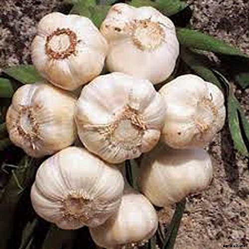 How to Plant & Grow Garlic: Complete Guide