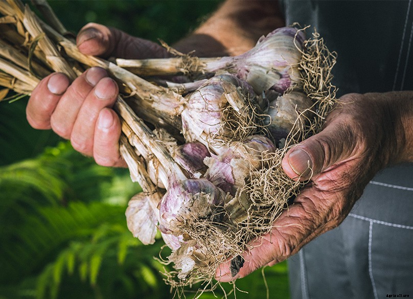 How to Plant & Grow Garlic: Complete Guide