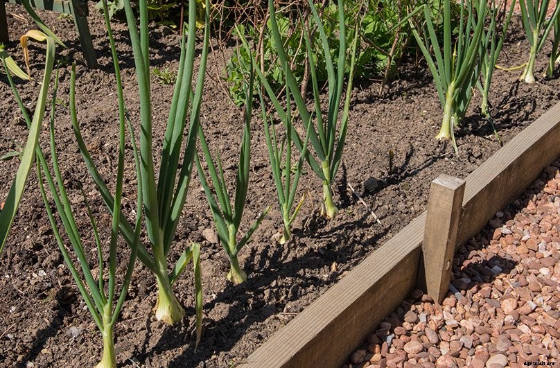 How to Plant & Grow Onions: Complete Guide
