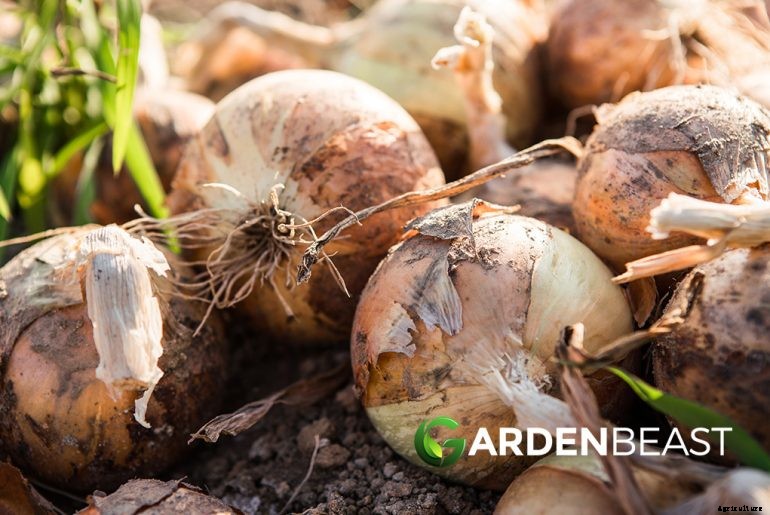 How to Plant & Grow Onions: Complete Guide