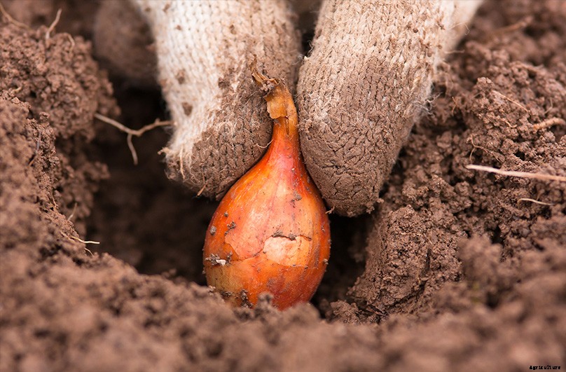 How to Plant & Grow Onions: Complete Guide