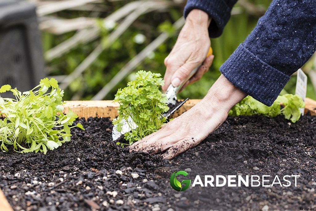 How to Plant & Grow Onions: Complete Guide