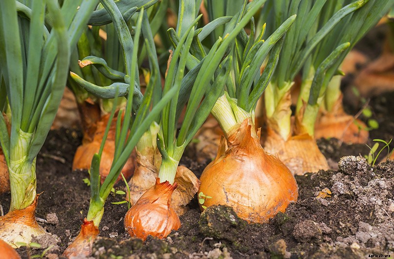How to Plant & Grow Onions: Complete Guide