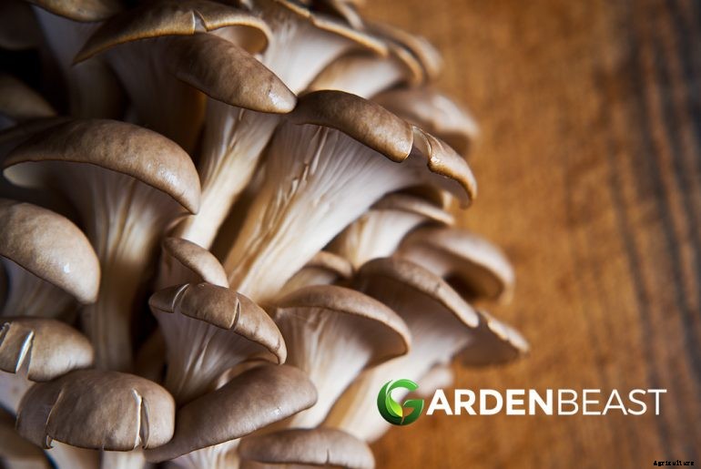 How to Grow Oyster Mushrooms: Complete Guide